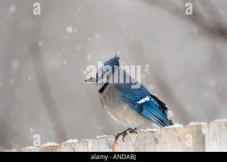 Ein Blauhäher (Cyanocitta Cristata) sitzt auf einem Zaun während einer leichten Schneefall. Oklahoma, USA. Stockfoto