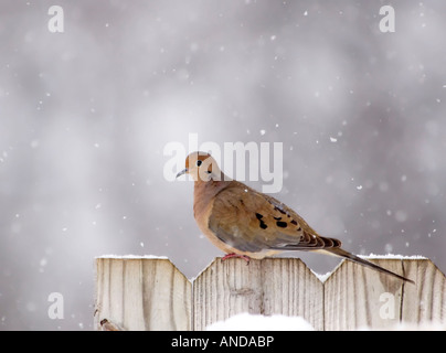 Ein Mourning Dove (Zenaida Macroura) sitzt auf einem Zaun während eines Schneefalls. Oklahoma, USA, Stockfoto