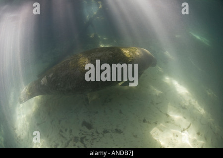 Ein Florida-Manati, Trichechus Manatus Latirostris, schwimmt in Crystal River, Florida. Stockfoto