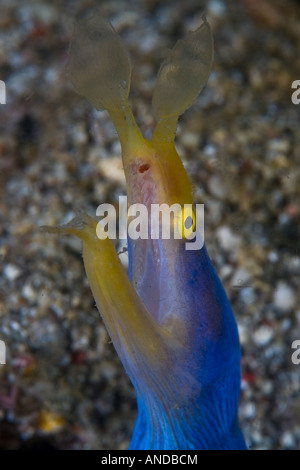 Ein buntes Band Aal, Rhinomuraena quaesita, steckt seinen Kopf aus dem sandigen Lair in Lembeh Strait, Indonesien. Stockfoto