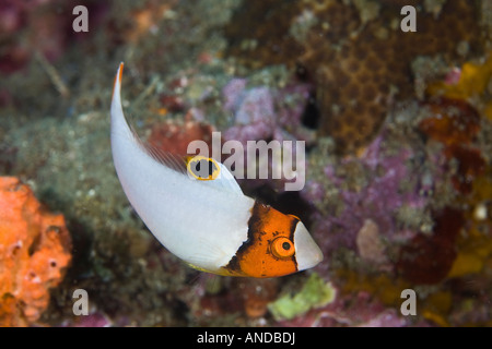 Ein farbenprächtiger Jugendpapageienfisch, Cetoscarus bicolor, schwimmt in der Lembeh Strait, Indonesien, in der Nähe eines Korallenriffs. Die Erwachsenen sind noch lebendiger. Stockfoto