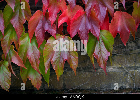 Boston Ivy Vine (Parthenocissus Tricuspidata) - Herbst-Farben Stockfoto