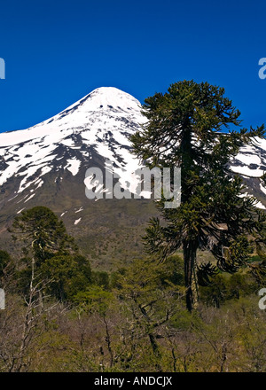Vulkan Lanin, Nationalpark Villarrica, Seen Bezirk, Grenze Chile/Argentinien Stockfoto