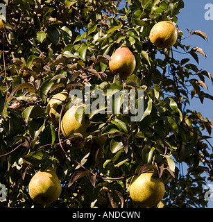 reife Birnen, die an einem Baum hängen Stockfoto