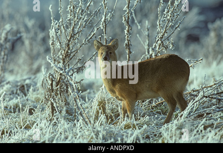 Chinesische Wasser Hirsch Hydropotes Inermis im Schnee Stockfoto