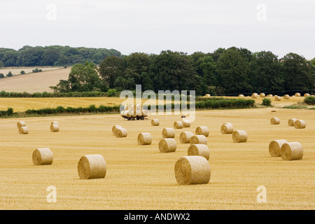 Strohballen in den Cotswolds am Swinbrook in Oxfordshire, Vereinigtes Königreich Stockfoto