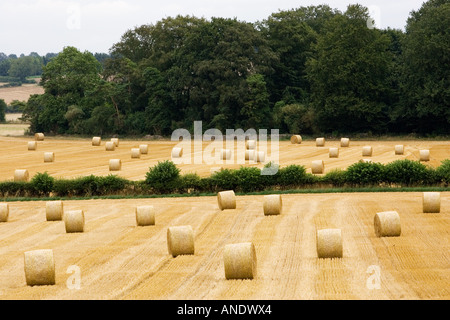 Strohballen in den Cotswolds am Swinbrook in Oxfordshire, Vereinigtes Königreich Stockfoto