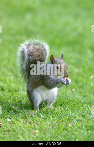 Graue Eichhörnchen Sciurus Caroliniensis Stockfoto