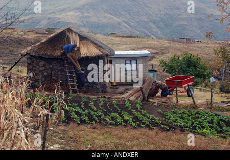 Aufbau der Strohdach auf eine traditionelle Basotho-Hütte in Lesotho Stockfoto