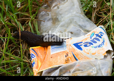 Schnecke auf Stück Wurf Oxfordshire, Vereinigtes Königreich Stockfoto