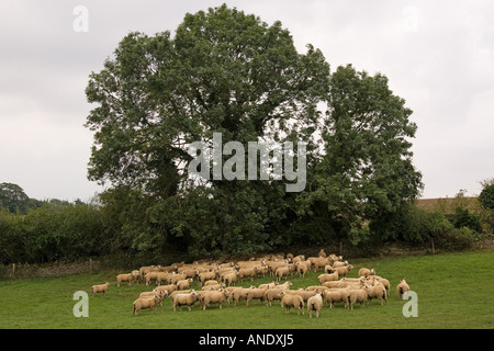 Flock of sheep grazing in a field Oxfordshire England Stockfoto
