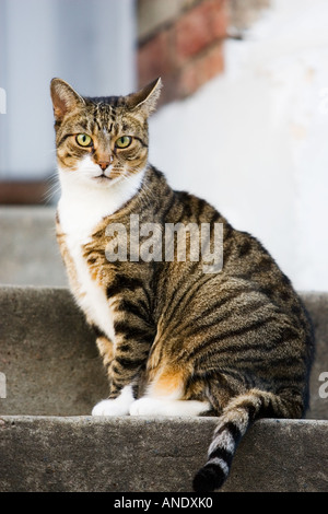 Tabby Katze sitzt auf einer Stufe Oxfordshire, Vereinigtes Königreich Stockfoto
