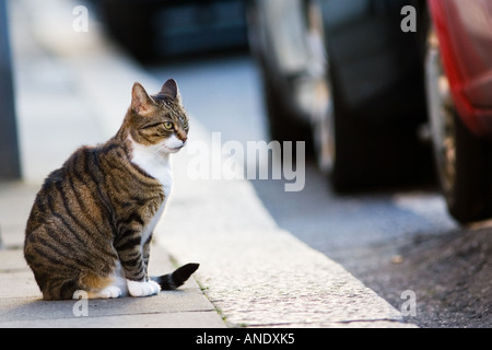 Tabby Katze sitzt auf dem Bürgersteig Vereinigtes Königreich Stockfoto