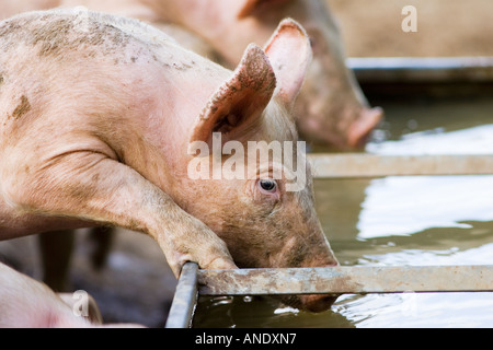 Gloucester alten Stelle Schwein Getränke aus einem Trog Gloucestershire Vereinigtes Königreich Stockfoto