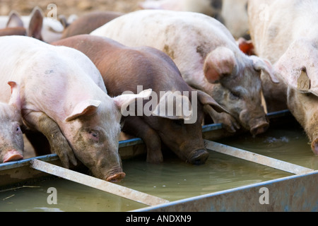 Gloucester alten Stelle Schweine trinken aus einem Trog Gloucestershire Vereinigtes Königreich Stockfoto