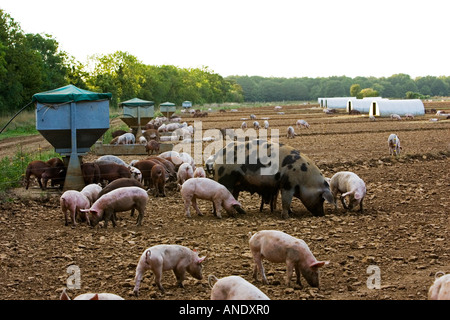 Gloucester alten Stelle Schwein und ihre Ferkel Gloucestershire Vereinigtes Königreich Stockfoto