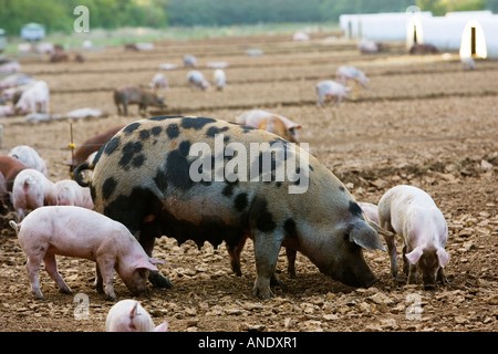 Gloucester alten Stelle Schwein und ihre Ferkel Gloucestershire Vereinigtes Königreich Stockfoto