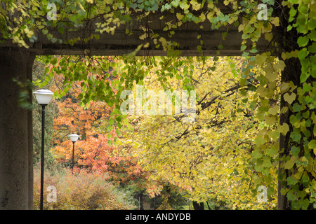 Pergola Hala Stulecia im Herbst Wroclaw/Breslau Polen Stockfoto