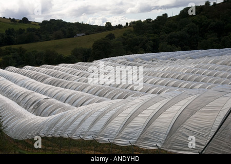 Folientunnel auf einer Obstplantage in Perthshire Schottland Stockfoto