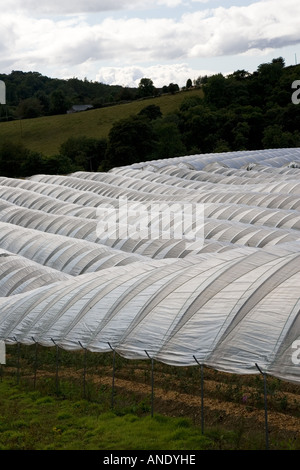 Folientunnel auf einer Obstplantage in Perthshire Schottland Vereinigtes Königreich Stockfoto