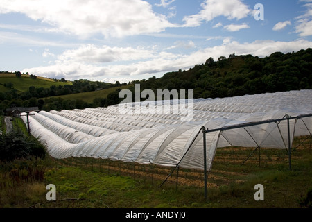 Folientunnel auf einer Obstplantage in Perthshire Schottland Vereinigtes Königreich Stockfoto