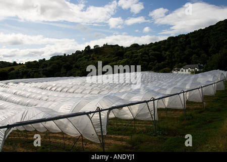 Folientunnel auf einer Obstplantage in Perthshire Schottland Stockfoto