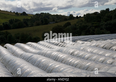 Folientunnel auf einer Obstplantage in Perthshire Schottland Stockfoto