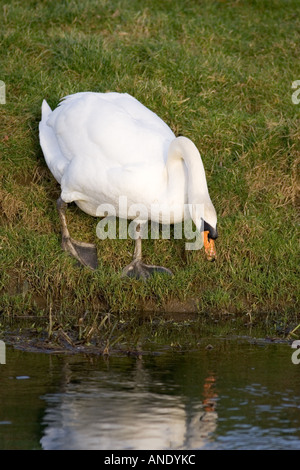 Höckerschwan am Rande der River Windrush Oxfordshire Vereinigtes Königreich Stockfoto