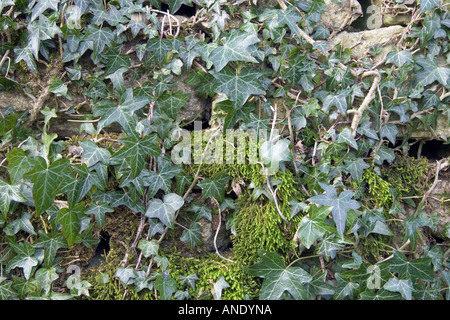 Moos und Efeu bedeckt Trockenmauer Gloucestershire Vereinigtes Königreich Stockfoto