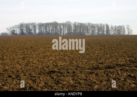 Gepflügten Feld und Wäldchen Gloucestershire Vereinigtes Königreich Stockfoto