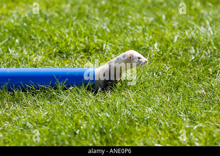 Frettchen kriecht durch ein Rohr an Frettchen racing Event Oxfordshire, Vereinigtes Königreich Stockfoto