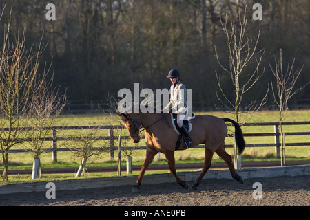 Junge Frau reitet Cleveland Bay kreuzen Thoroughbred Pferd Oxfordshire Vereinigtes Königreich Stockfoto