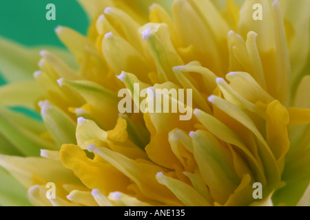 Narcissus Blume Stockfoto