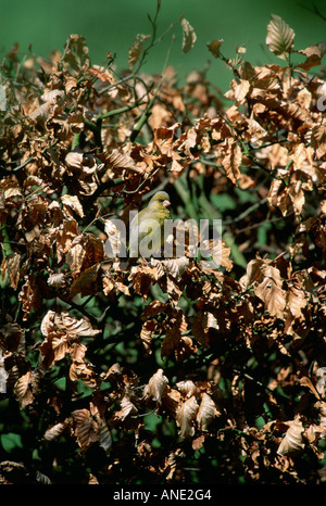 Grünfink Vogel in einem Buche Hecke Swinbrook Oxfordshire Vereinigtes Königreich Stockfoto