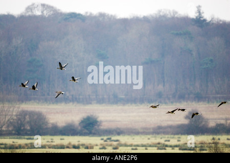 Migration von rosa footed Gänse Holkham Norfolk Zugvögel könnte Vogelgrippe Vogelgrippe-Virus-Grippe riskieren. Stockfoto