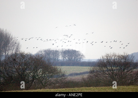 Rosa footed Gänse Holkham Norfolk Migration Zugvögel könnte Vogelgrippe Vogelgrippe-Virus-Grippe riskieren. Stockfoto