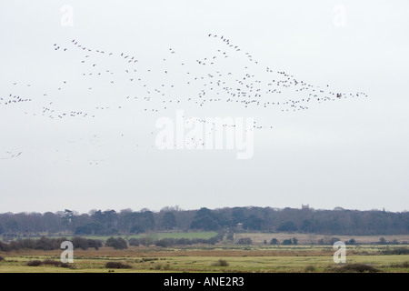 Migration von rosa footed Gänse Holkham Norfolk Zugvögel könnte Vogelgrippe Vogelgrippe-Virus-Grippe riskieren. Stockfoto