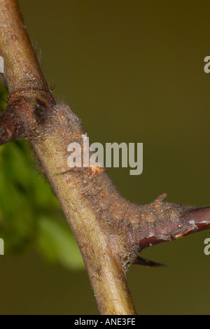 Ohrengeier Gastropacha Quercifolia Larven ernähren sich von Weißdorn Potton Bedfordshire Stockfoto