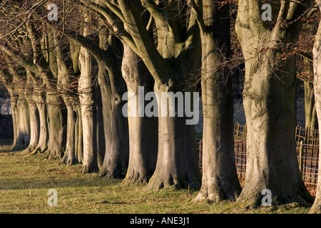 Allee der Buche in Asthall Leigh Oxfordshire Vereinigtes Königreich Stockfoto