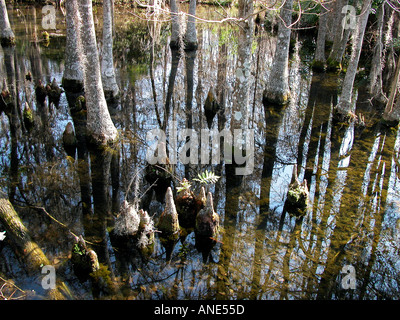 Zypressen in Silver Springs Florida FL Stockfoto