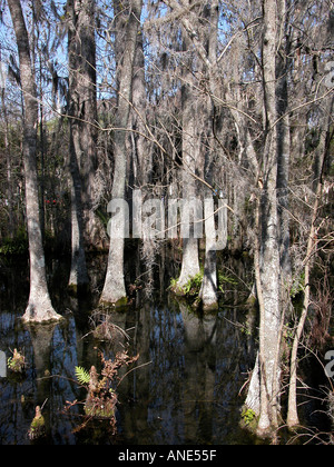 Zypressen in Silver Springs Florida FL Stockfoto