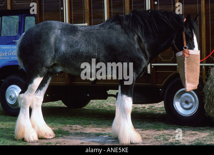 Shire Horse mit Nase Tasche wartet beim Pferdetransporter Berkshire England United Kingdom Stockfoto