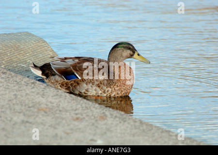 Junge männliche Stockente (Anas Platyrhynchos) Stockfoto