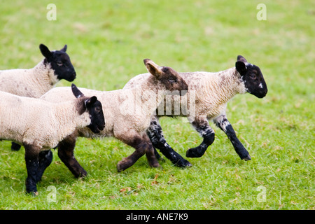 Lämmer in den Cotswolds Vereinigtes Königreich UK Stockfoto