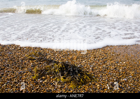 Seegras angespült Cley Beach North Norfolk Küste Vereinigtes Königreich Stockfoto