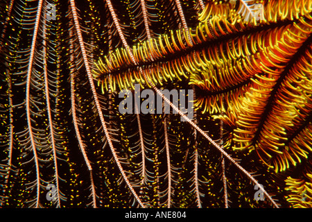 Feder-Sterne Oxycomanthus Bennetti Tempel von Doom Great Barrier Reef Australien South Pacific Stockfoto