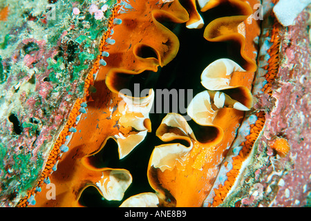 Dornige Auster Spondylus Varius Similan-Inseln-Thailand-Andamanensee Stockfoto