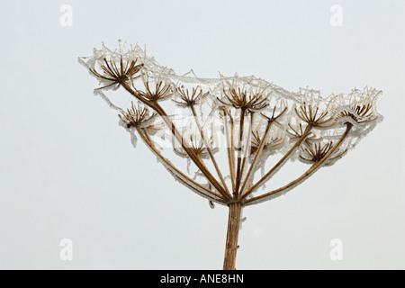 Matt Seedhead Detail Karotte Familie Apiaceae UK Stockfoto