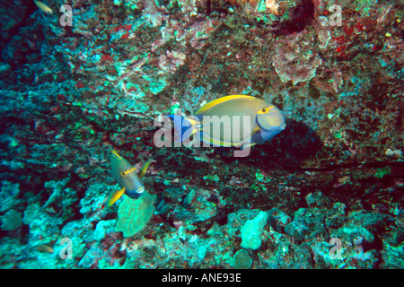 Augenstreifen-Doktorfisch Acanthurus Dussumieri Kailua-Kona-Hawaii-N-Pazifik Stockfoto