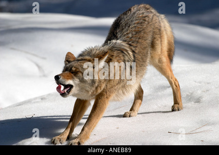 Coyote, stretching, Yosemite-Nationalpark, CA, USA Stockfoto
